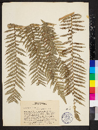 Dicksonia sellowiana image