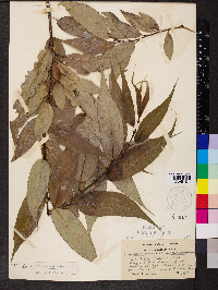 Salix lasiandra image