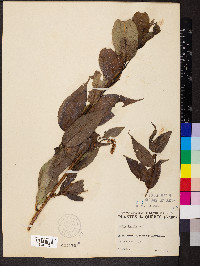 Salix lucida image