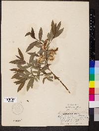Salix myrtillifolia image
