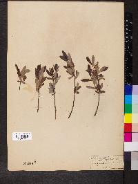 Salix myrtilloides image