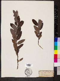 Salix myrtilloides image