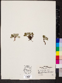 Salix nivalis image