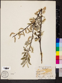 Salix sericea image