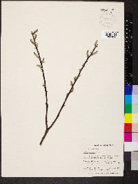 Salix sericea image