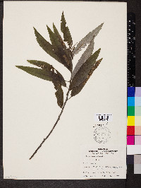Salix sericea image