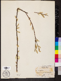 Salix sericea image