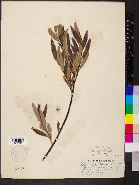 Salix pellita image