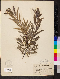 Salix petiolaris var. gracilis image