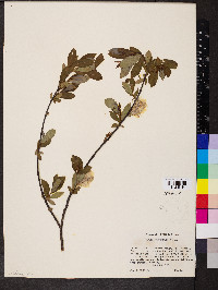 Salix planifolia image