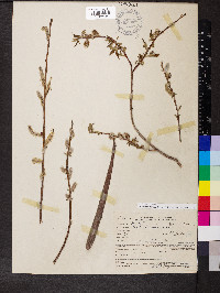 Salix boothii image