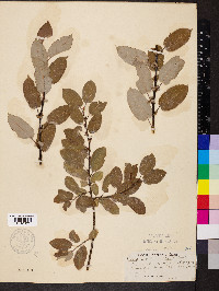 Salix pseudomonticola image