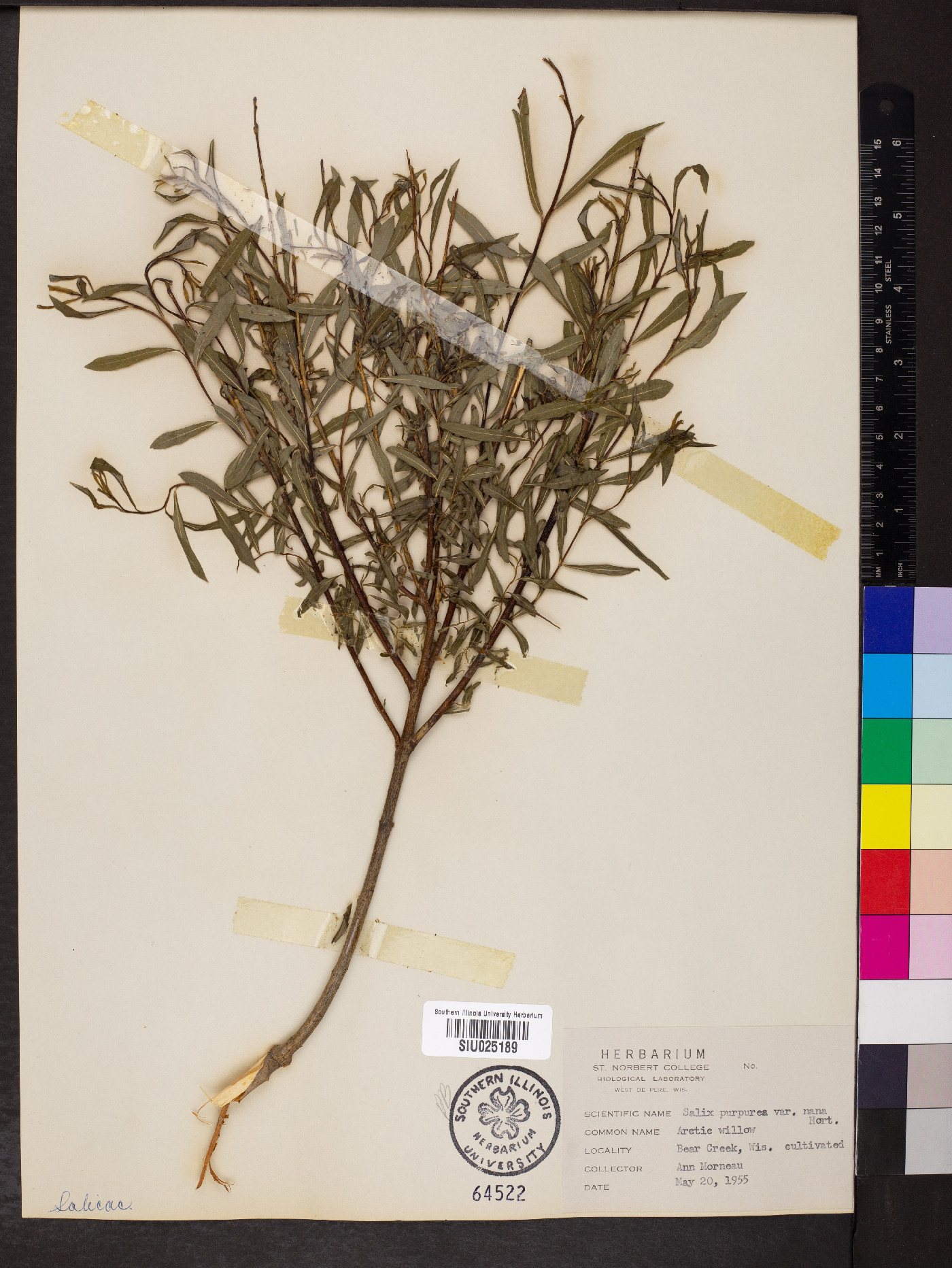 Salix purpurea var. nana image