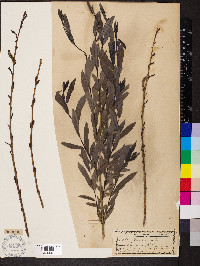 Salix purpurea image