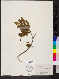 Salix pyrifolia image