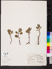 Salix reticulata subsp. reticulata image