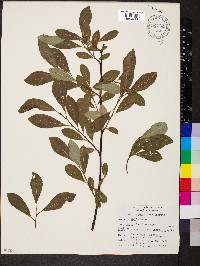 Salix scouleriana image