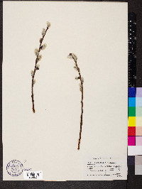 Salix scouleriana image