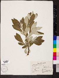 Salix sitchensis image