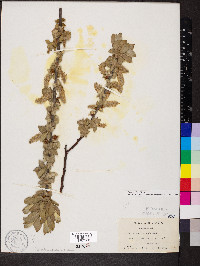 Salix cordata image