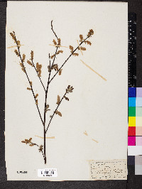 Salix aurita image