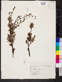 Salix retusa image