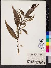 Salix tetrasperma image