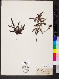 Comptonia peregrina image