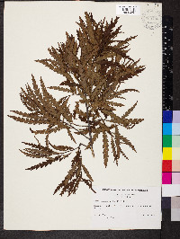 Comptonia peregrina image
