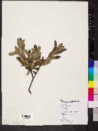 Myrica gale image