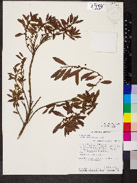 Morella parvifolia image