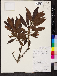 Myrica pubescens image