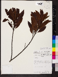 Myrica pubescens image