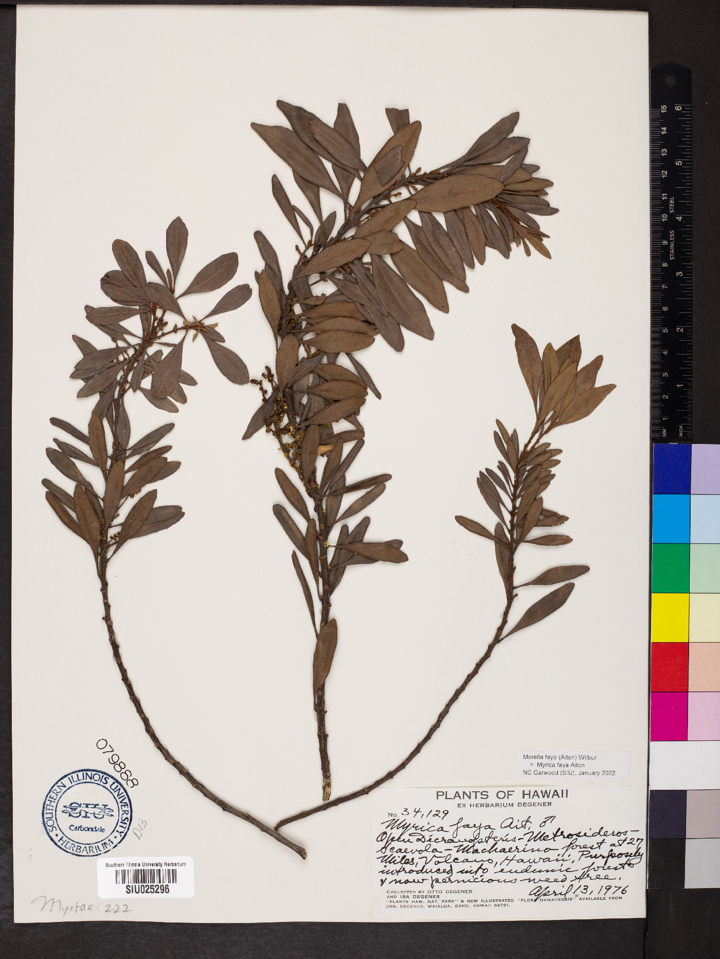 Myrica faya image
