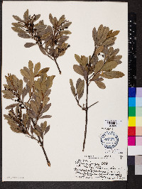 Myrica faya image