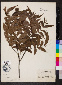 Carya aquatica image