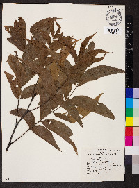 Carya aquatica image