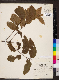 Carya illinoinensis image