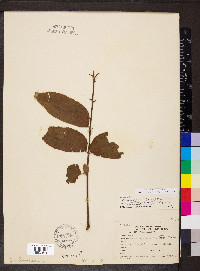 Carya illinoinensis image