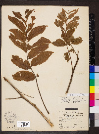 Carya illinoinensis image