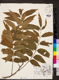 Carya illinoinensis image