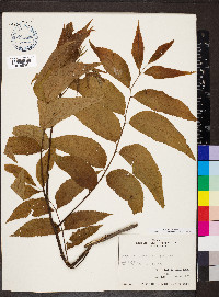 Carya illinoinensis image