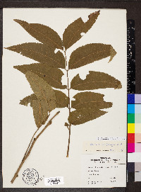 Carya illinoinensis image