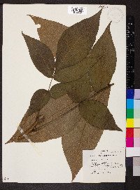 Carya laciniosa image