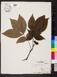 Carya ovalis image