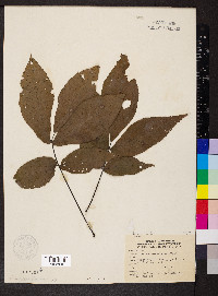 Carya ovalis image