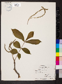 Carya ovalis image