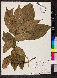 Carya ovalis image