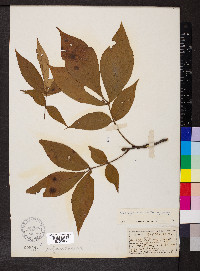 Carya ovalis image