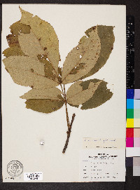 Carya ovalis image